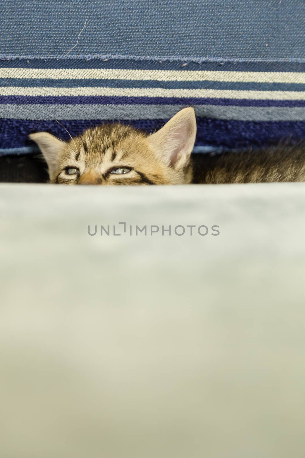 Kitten with tiger stripes peeking from btween cushions on blue couch