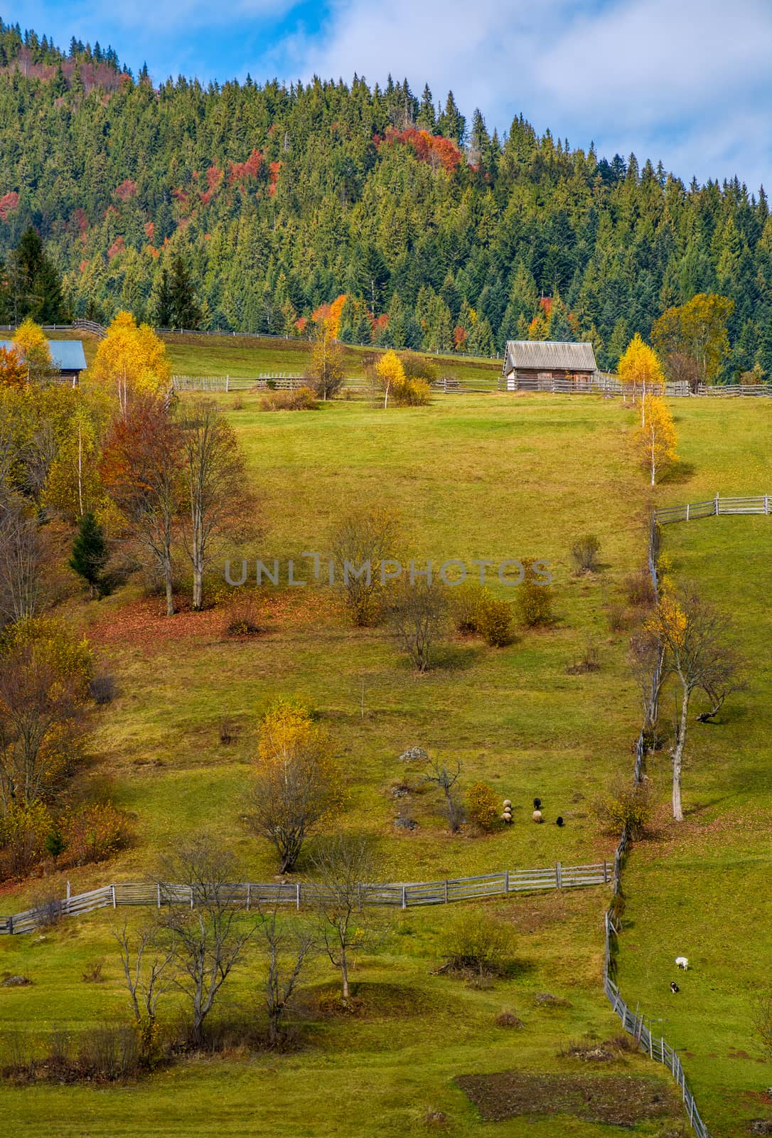 agricultural fields on hillside near forest by Pellinni