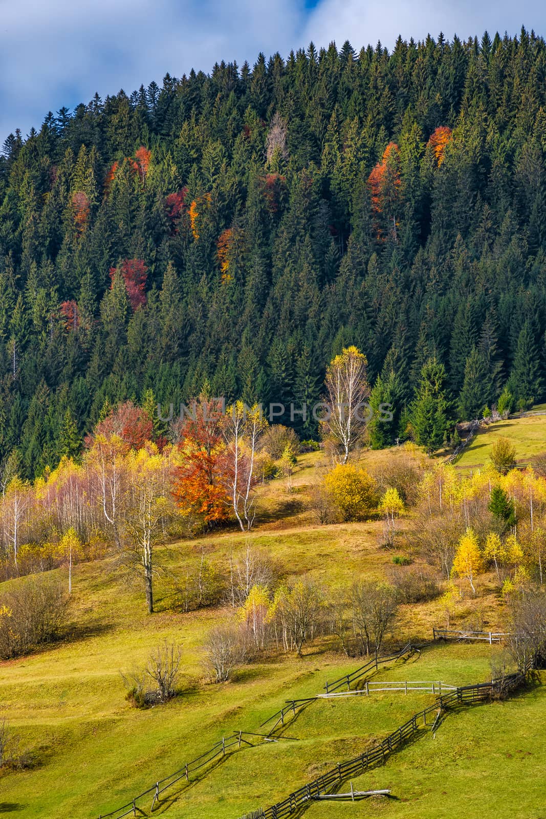 agricultural fields on hillside near forest. lovely autumnal scenery in mountains