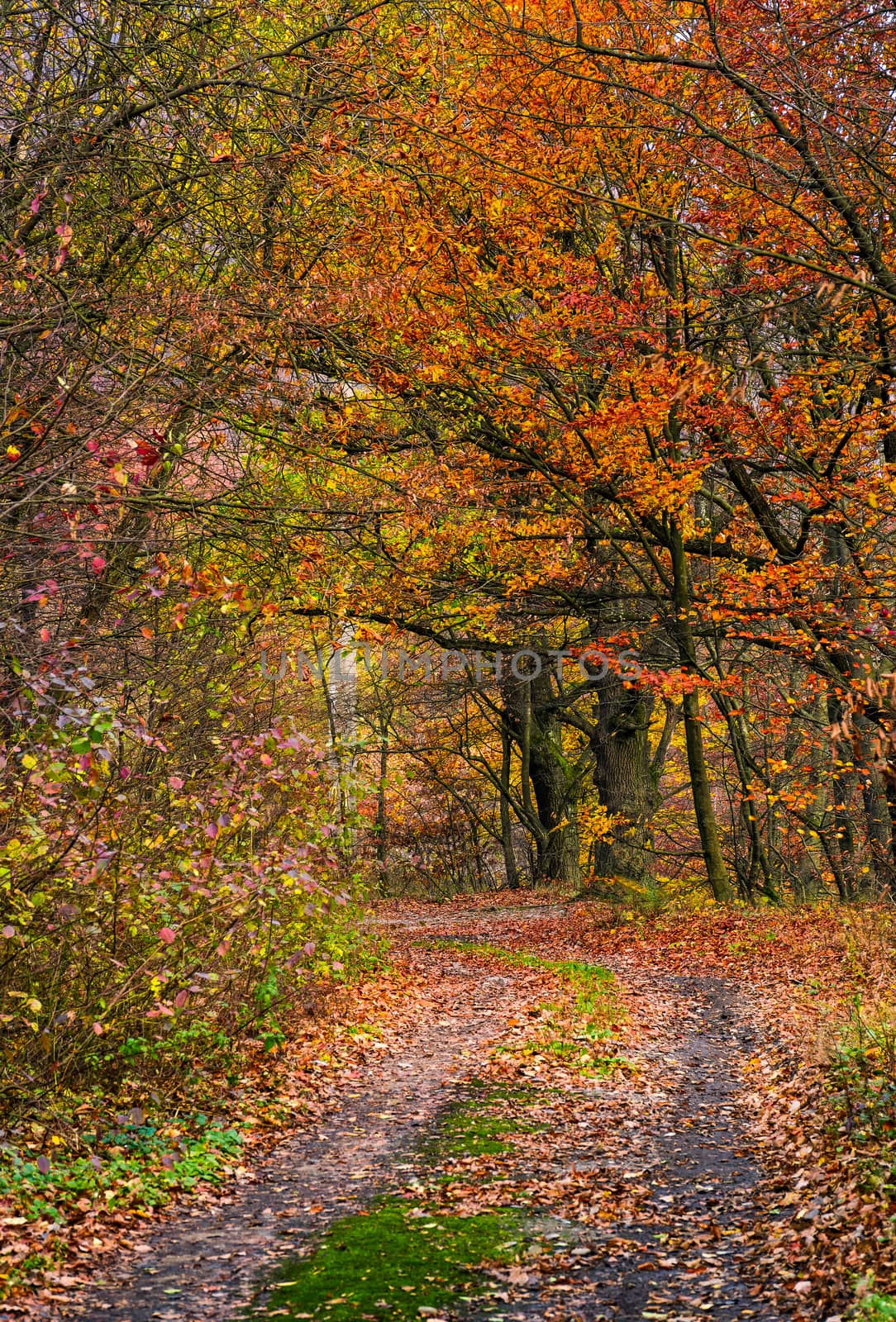 dirt road in forest with reddish foliage by Pellinni