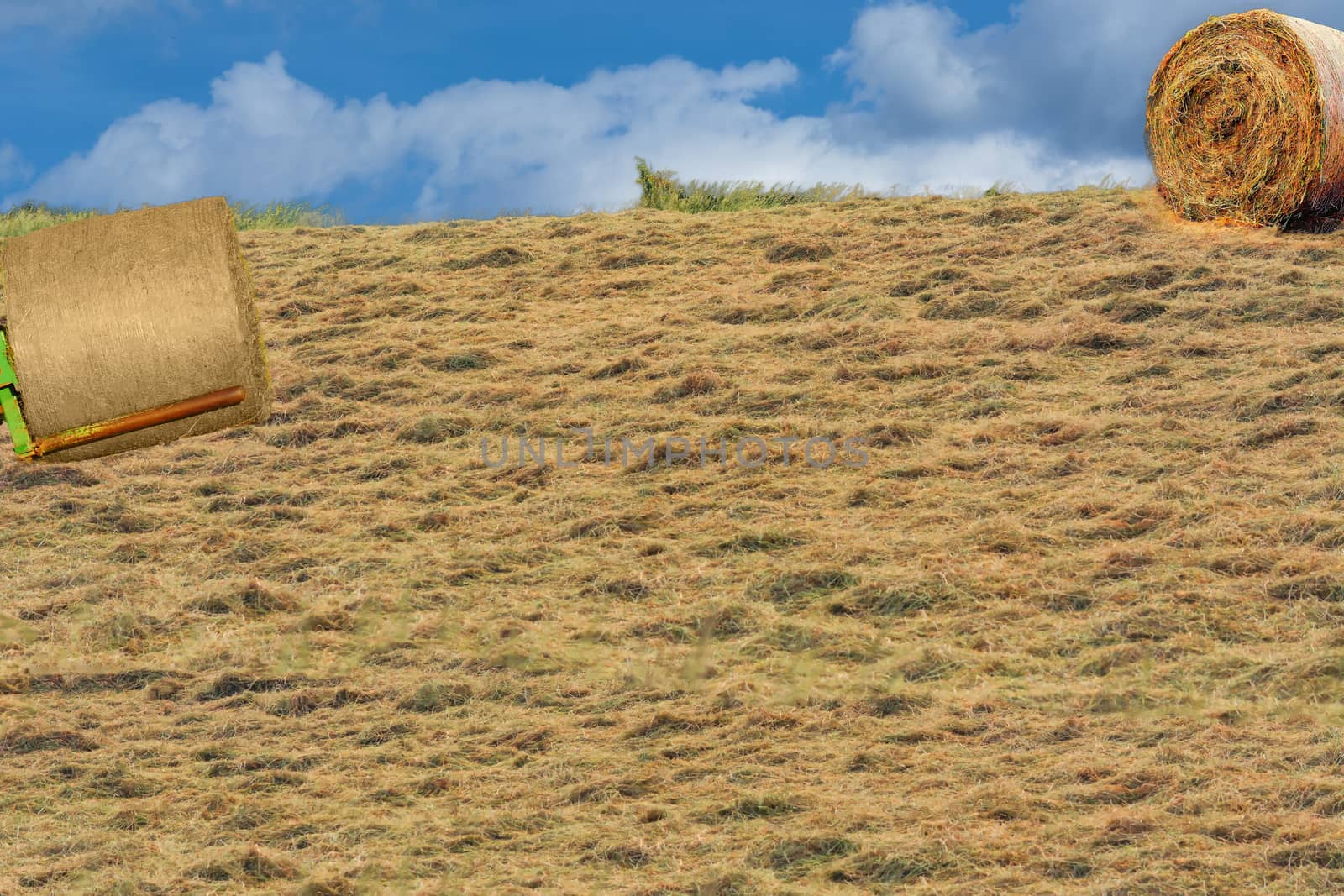 Field with round hay bales in summer after harvest.