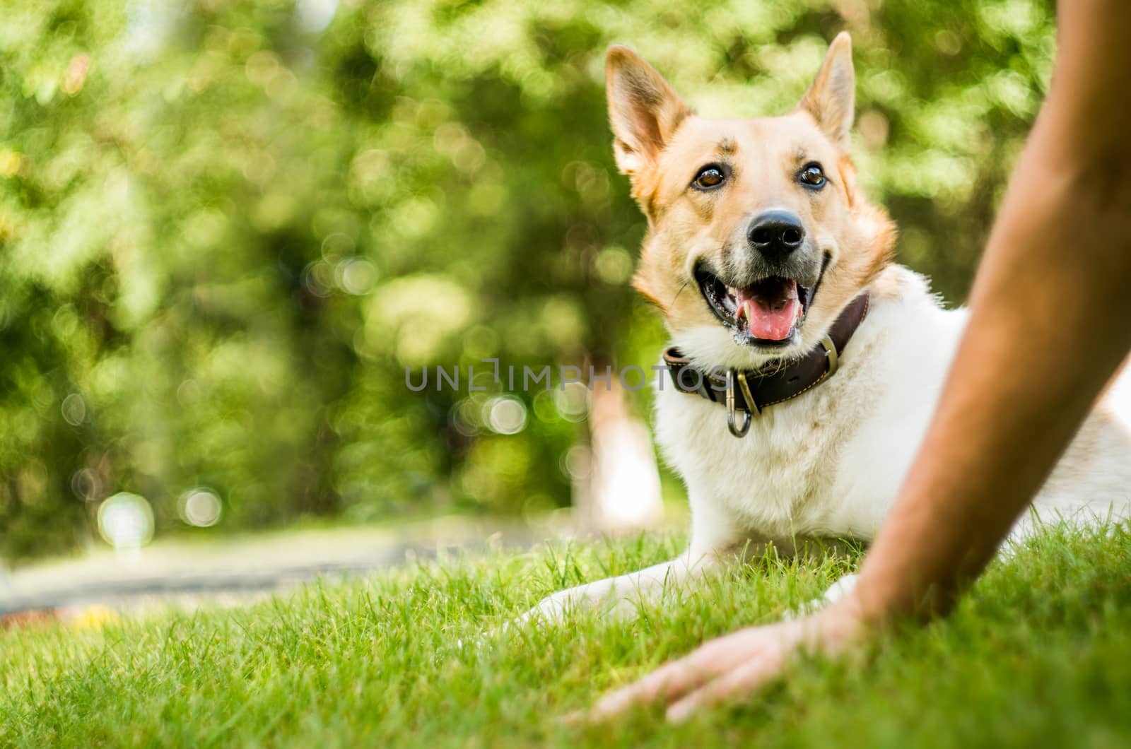 a dog is laying on the grass looking on its owner by Desperada