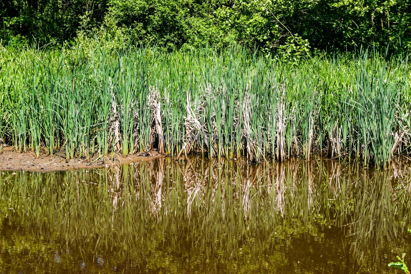 Reeds on the side of a pond