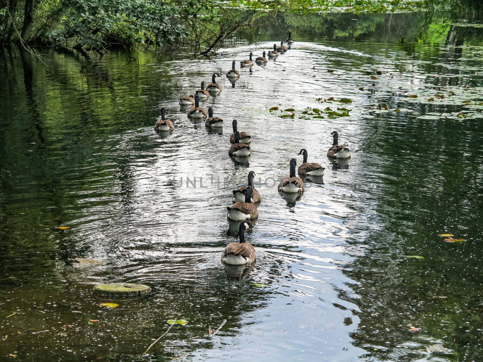 A group of canada geese swimming in a lake