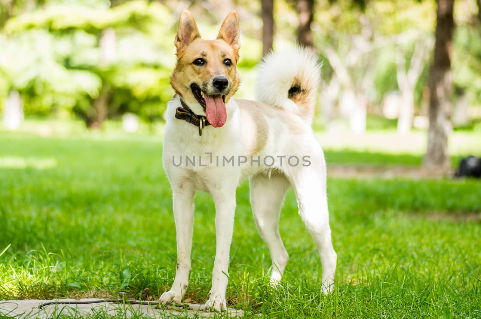 dog standing in the park on green grass by Desperada