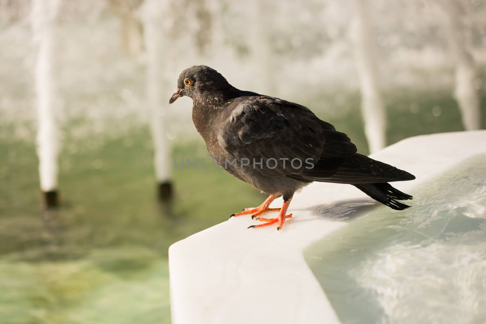 Lonely bird by the fountain lives in urban environment by berkay