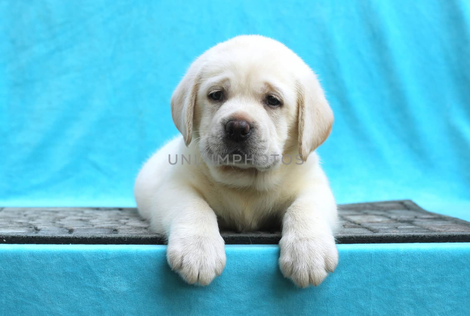 the little yellow labrador puppy sitting on blue background