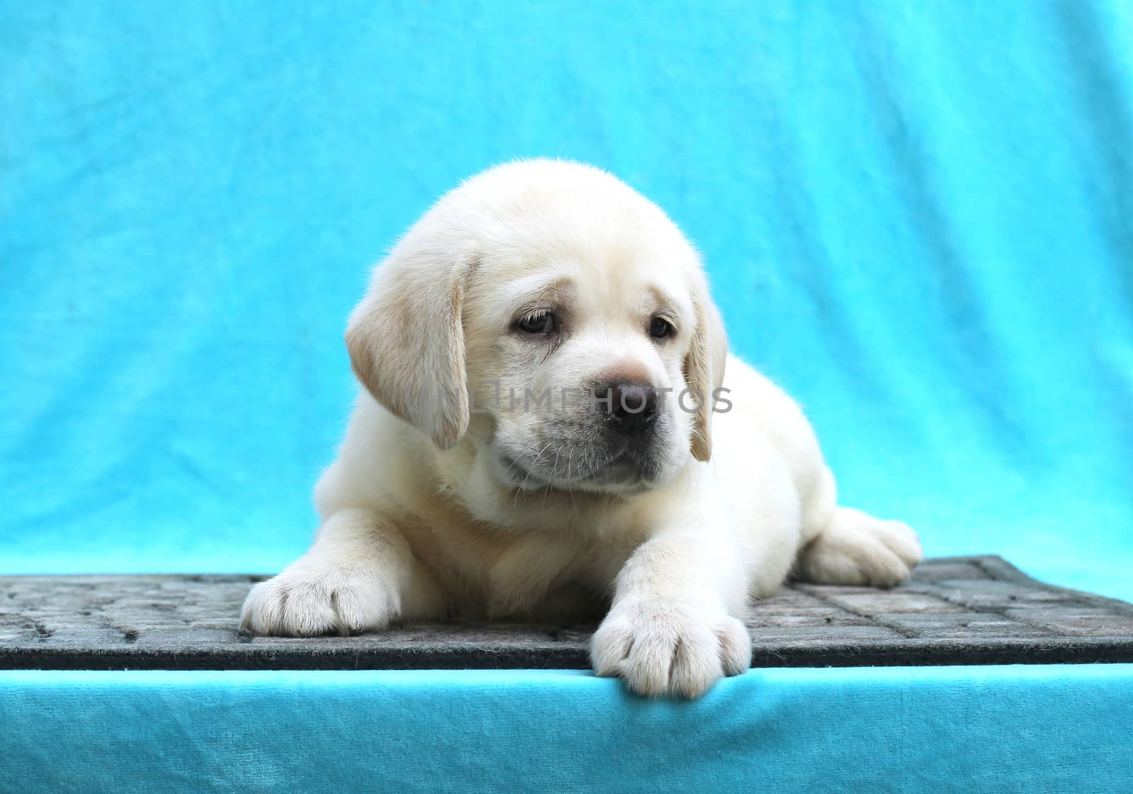 a little yellow labrador puppy sitting on blue background