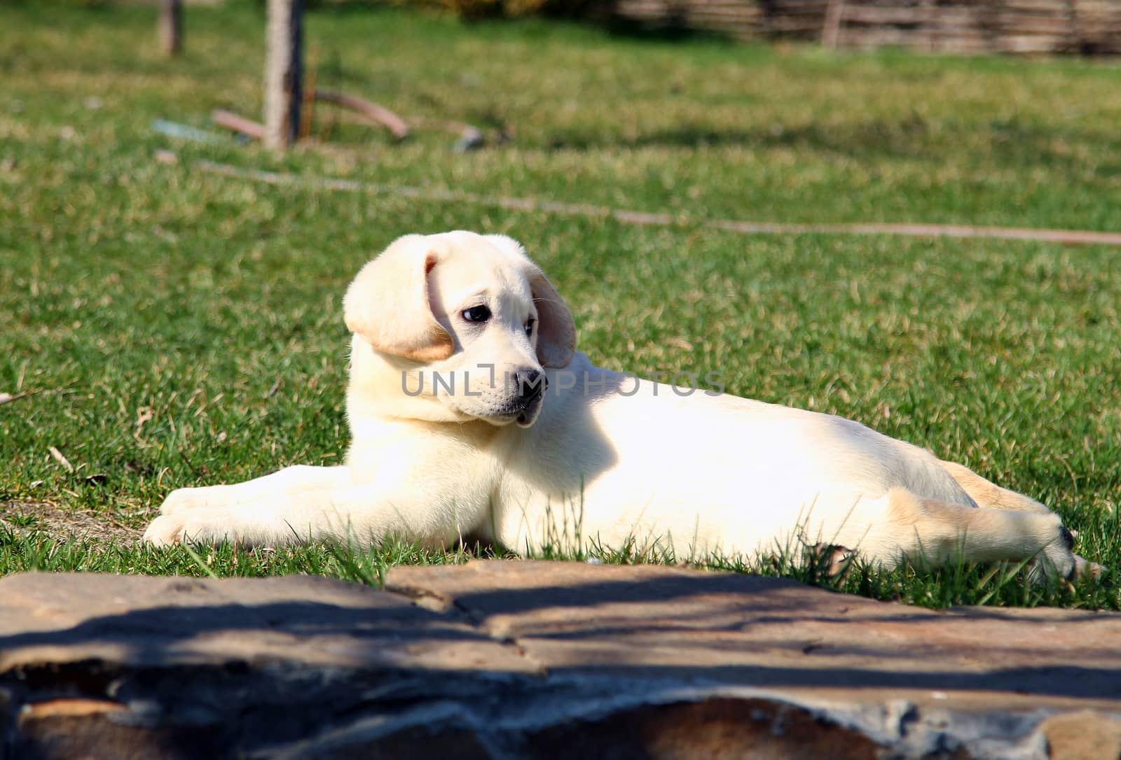 the cute little yellow labrador puppy sitting in the park