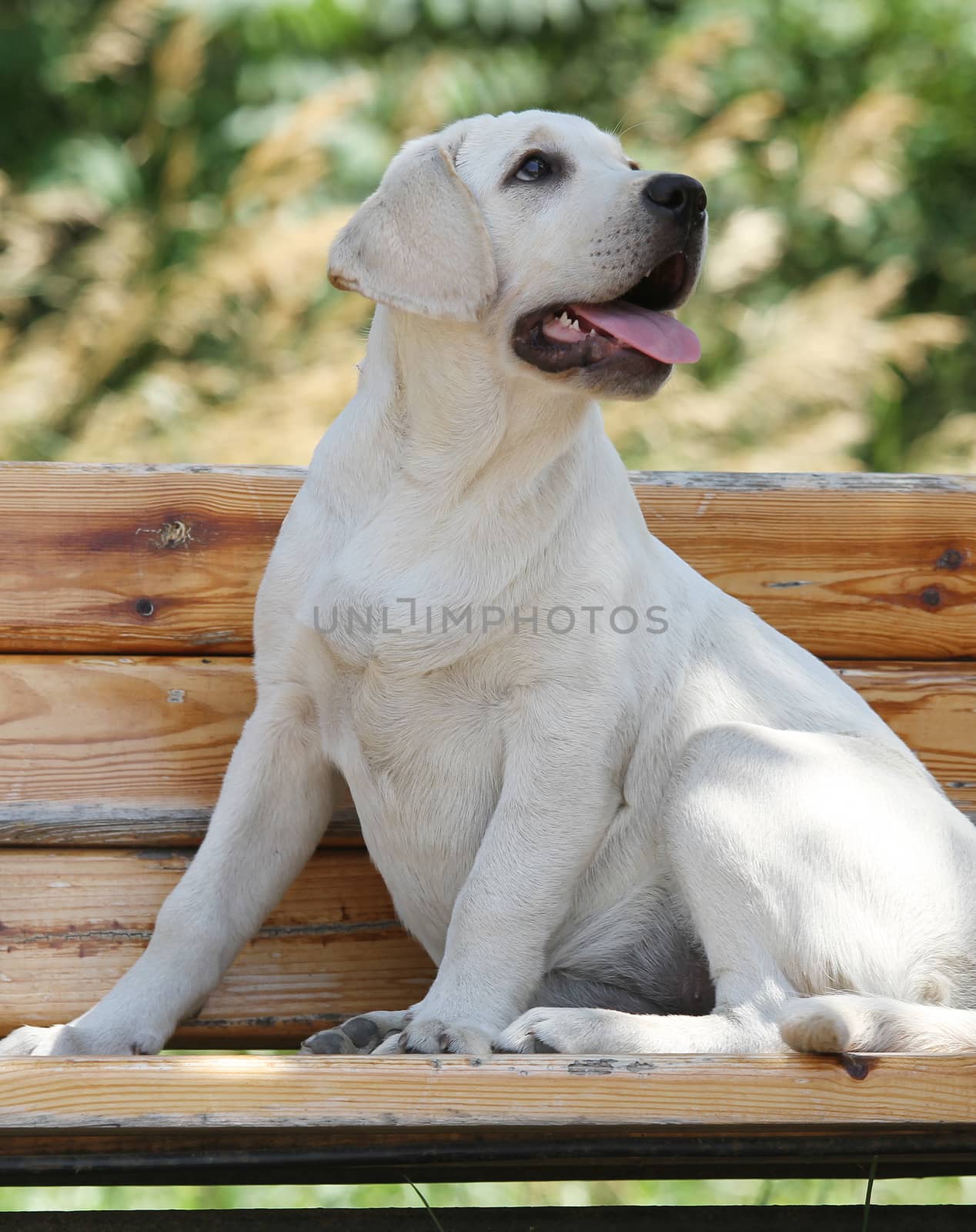 a little yellow labrador puppy sitting in the park