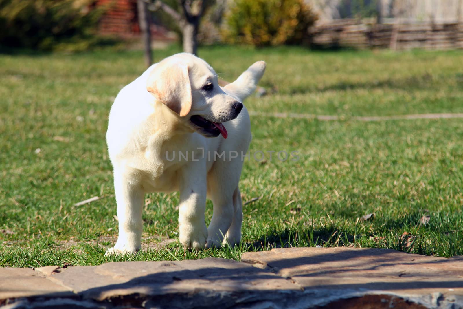 a cute little yellow labrador puppy sitting in the park