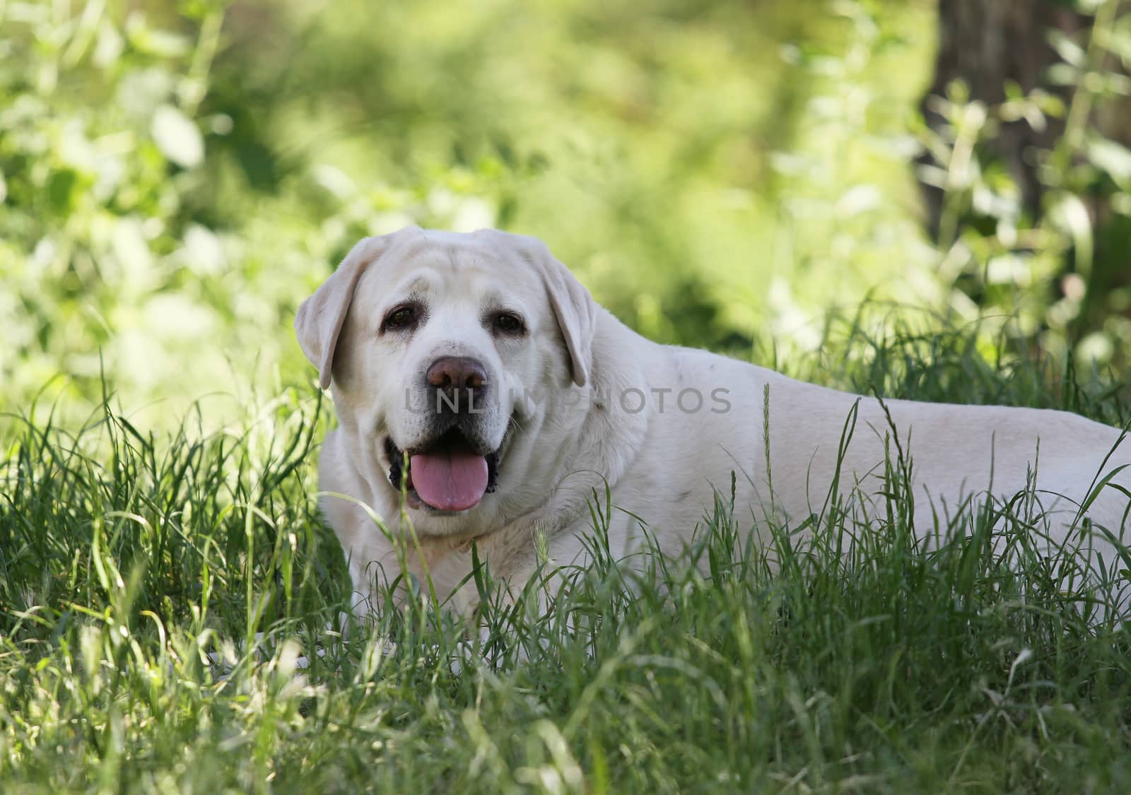 the cute yellow labrador in the park in summer