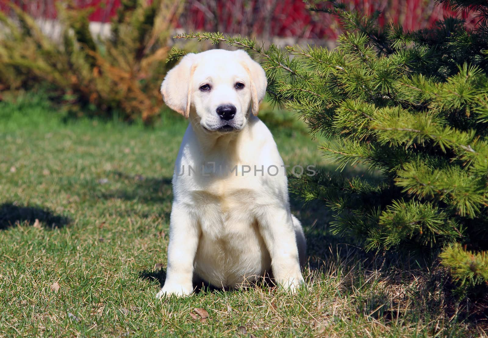 cute little yellow labrador puppy sitting in the park