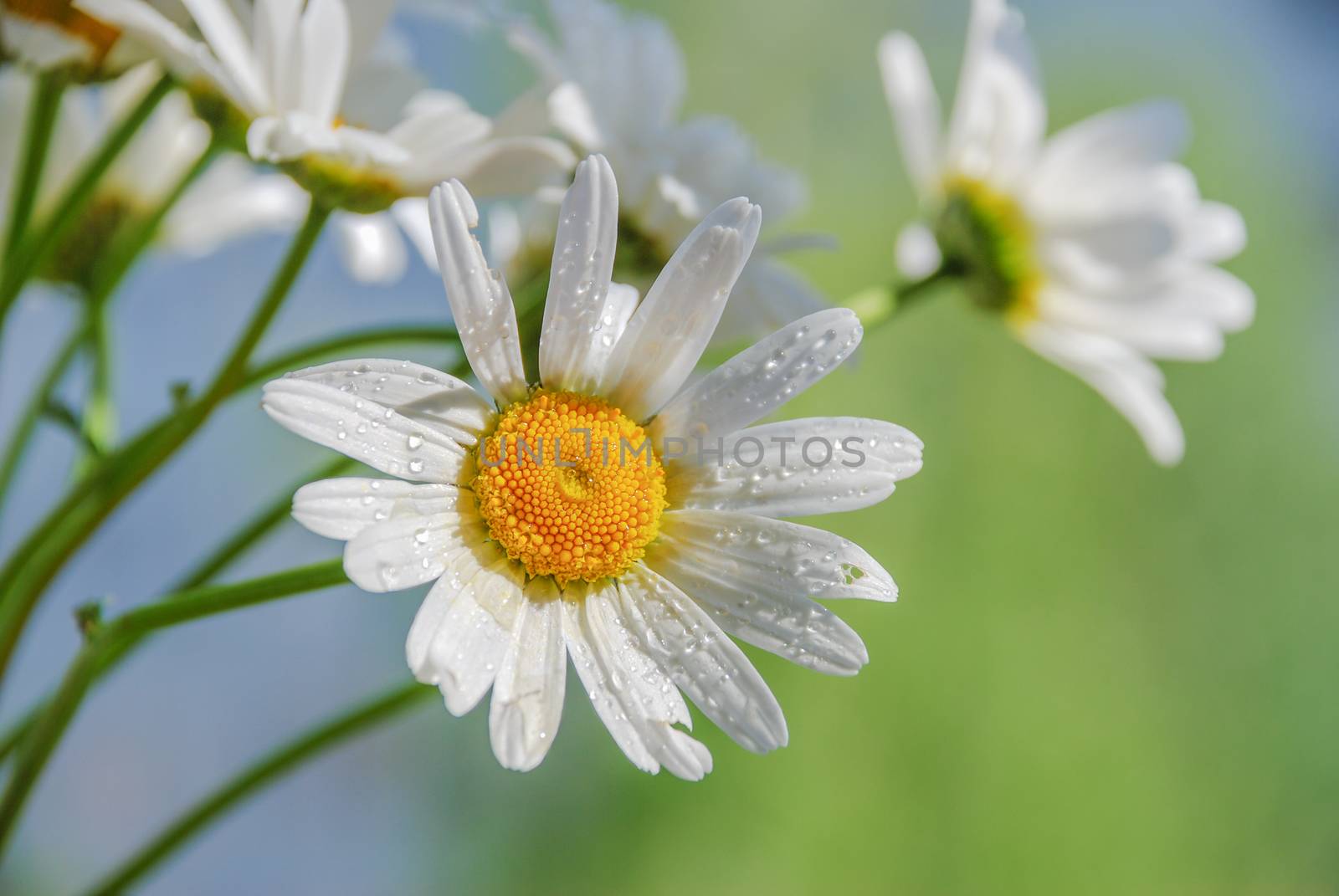 Chamomile flowers, covered with water drops, against the background of blue sky