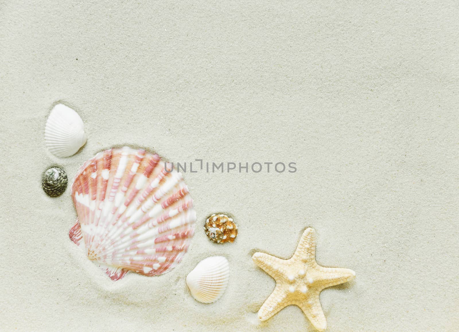 Beautiful frame of clams and starfish on the background of sea sand
