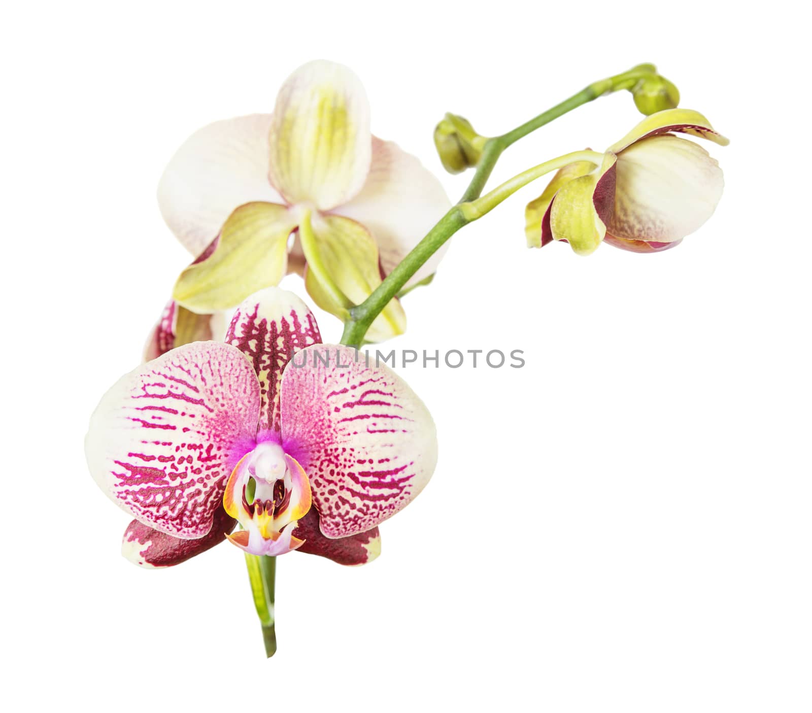Beautiful Phalaenopsis orchid branch with striped white and pink flowers isolated on white background