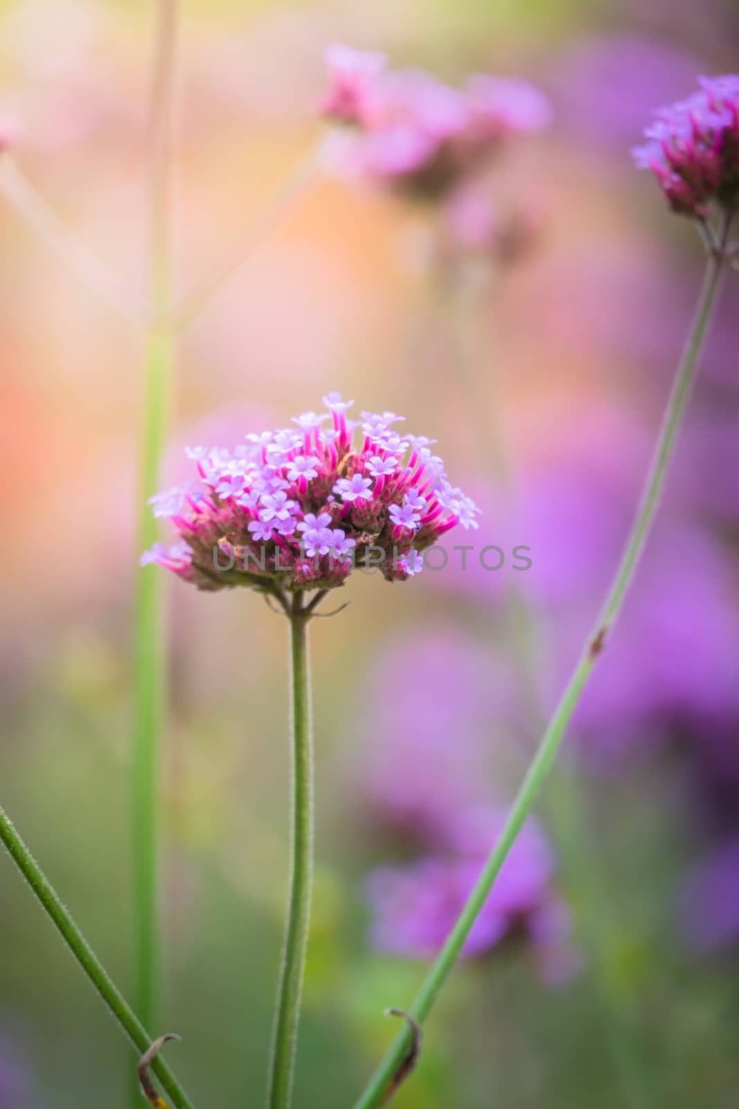 The background image of the colorful flowers by teerawit