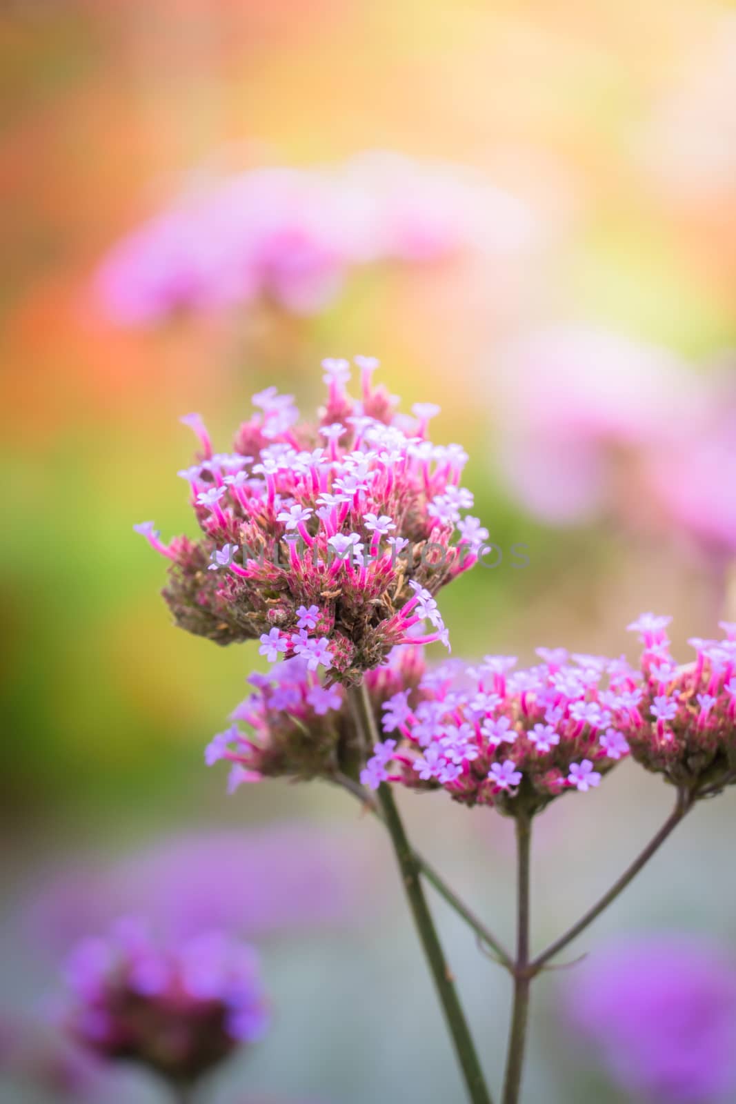 The background image of the colorful flowers by teerawit