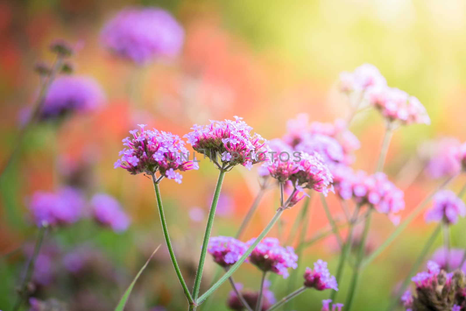 The background image of the colorful flowers by teerawit