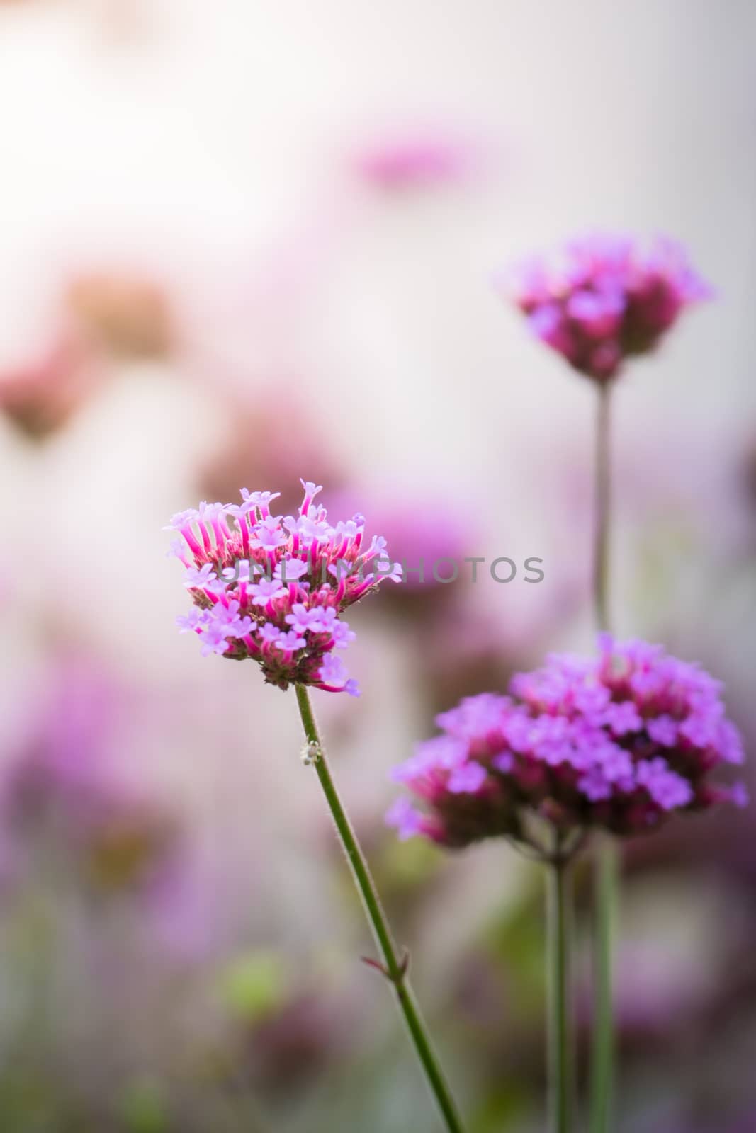 The background image of the colorful flowers by teerawit