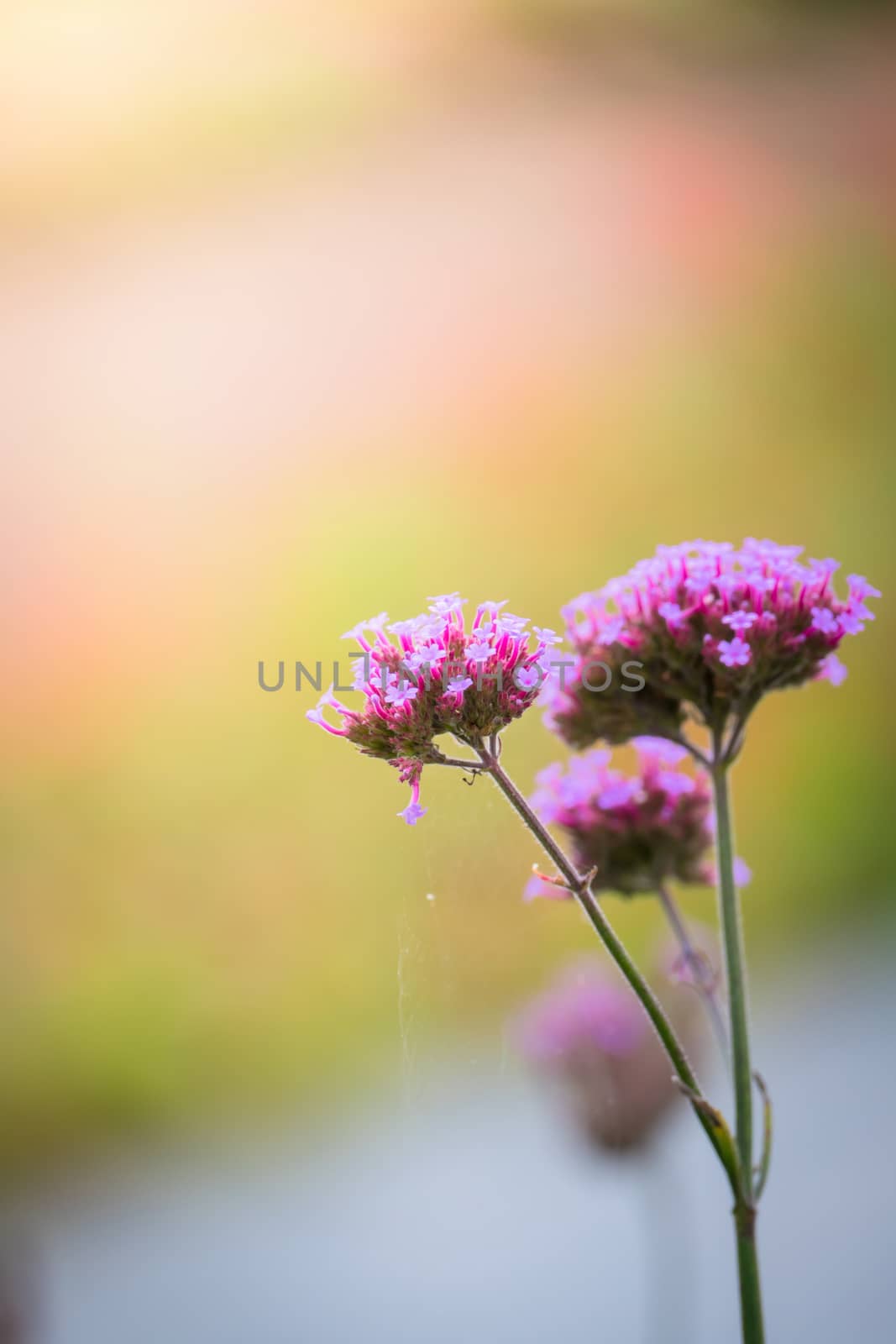 The background image of the colorful flowers by teerawit