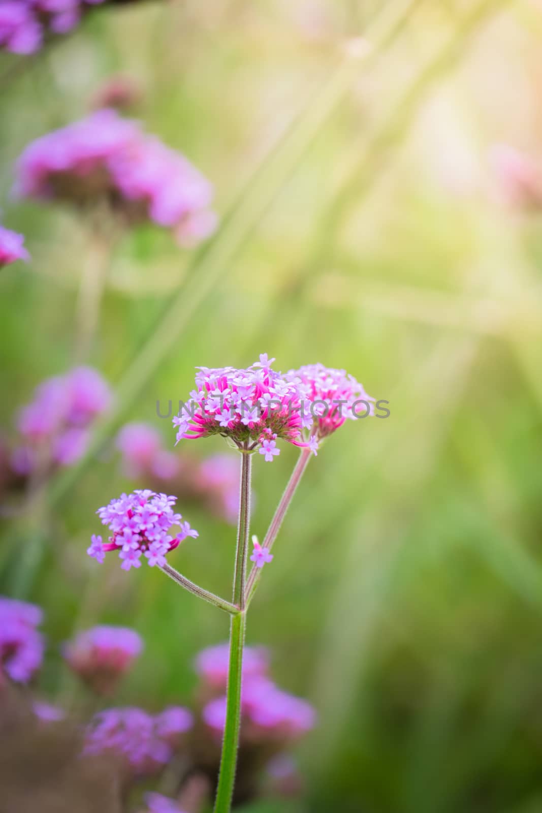 The background image of the colorful flowers by teerawit