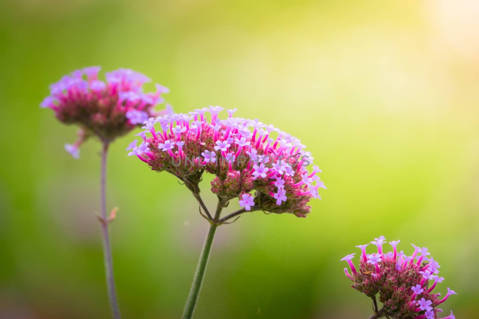 The background image of the colorful flowers by teerawit