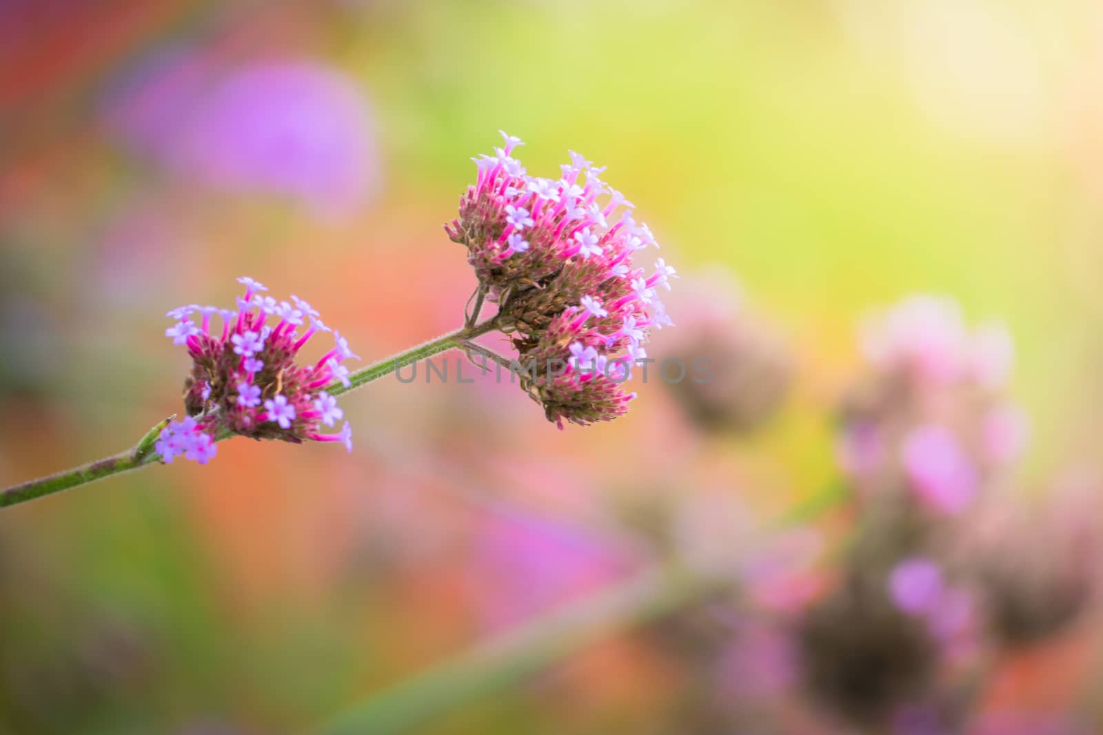 The background image of the colorful flowers by teerawit