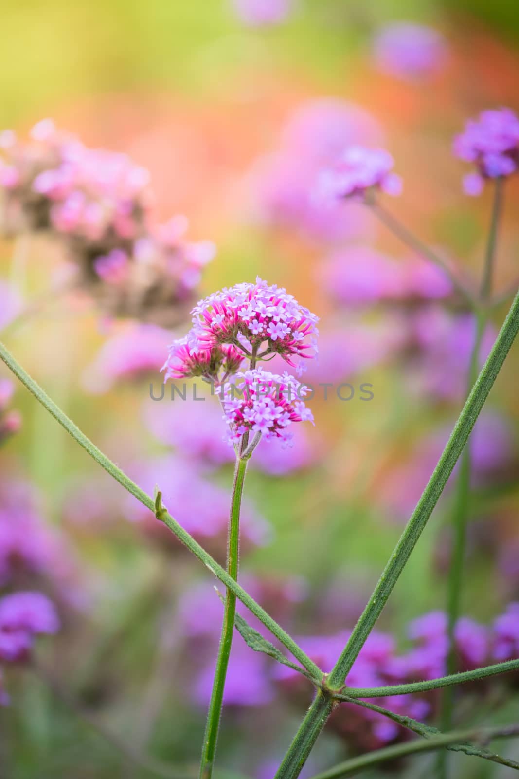 The background image of the colorful flowers by teerawit