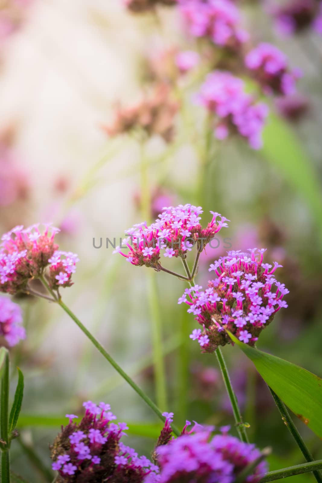 The background image of the colorful flowers by teerawit