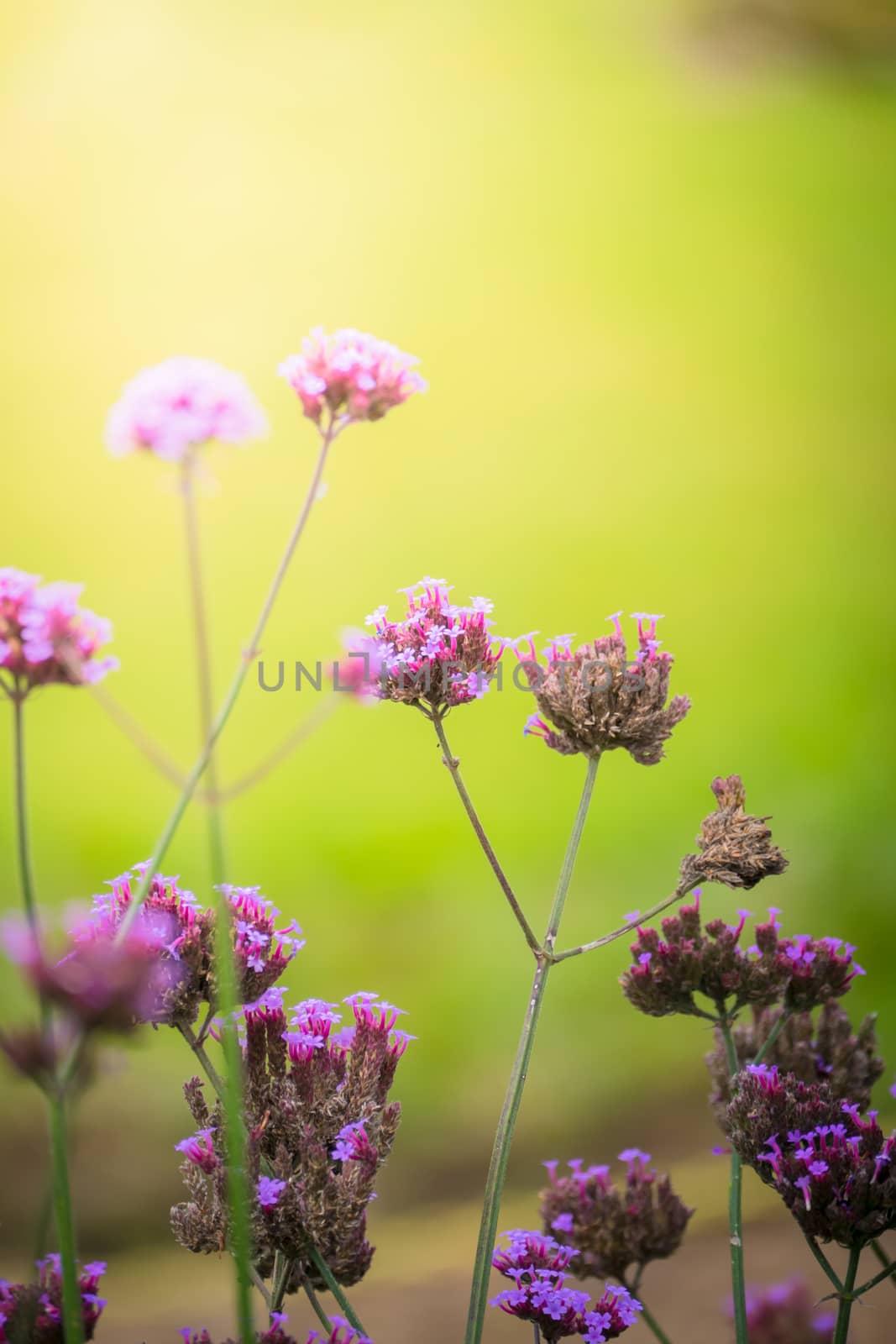 The background image of the colorful flowers by teerawit