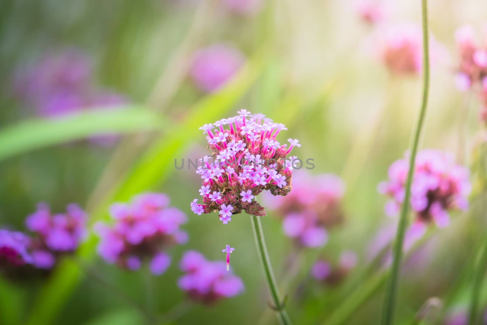 The background image of the colorful flowers by teerawit