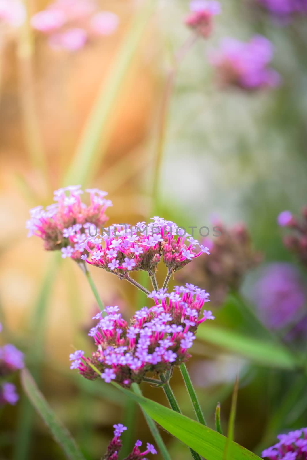 The background image of the colorful flowers by teerawit