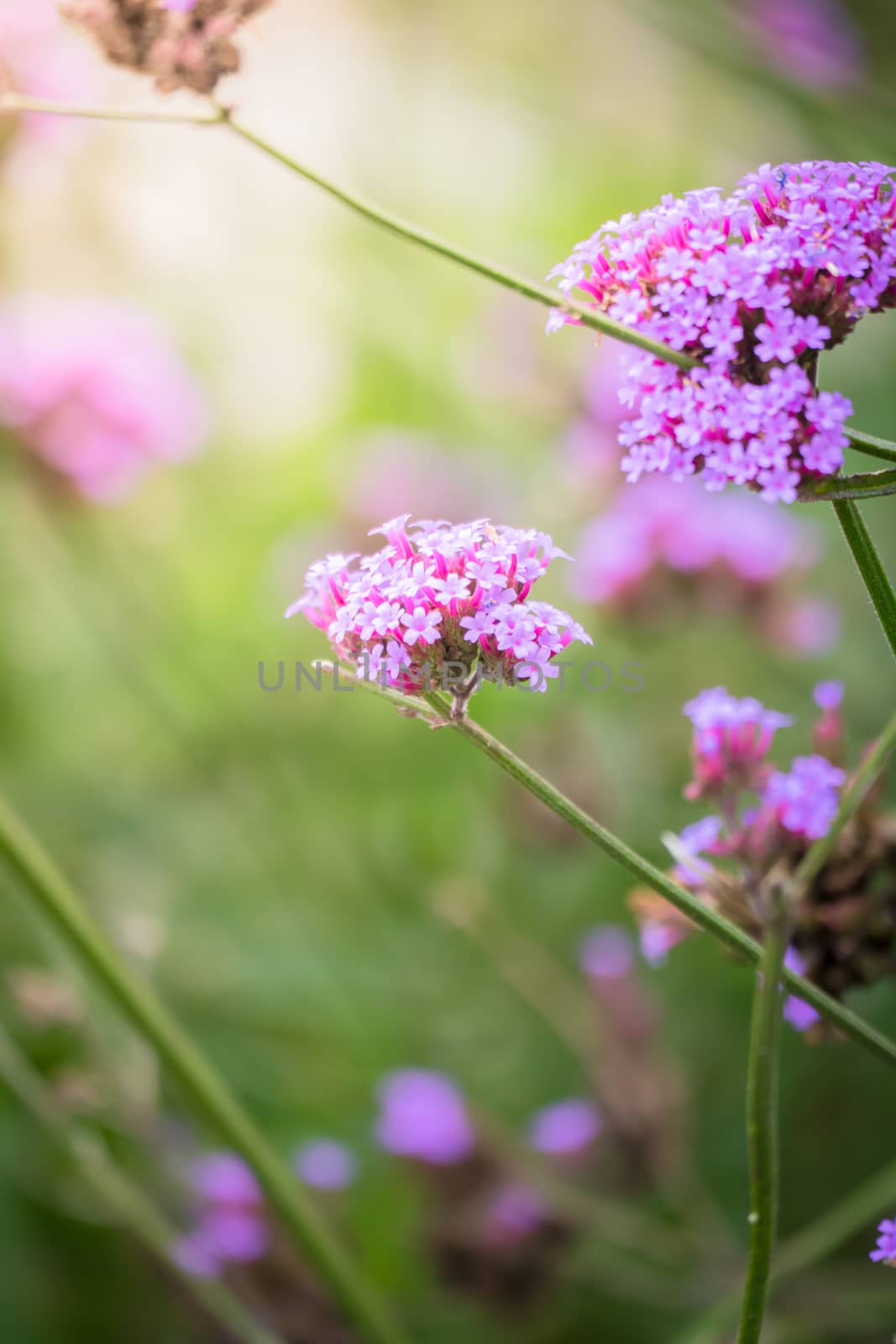 The background image of the colorful flowers by teerawit