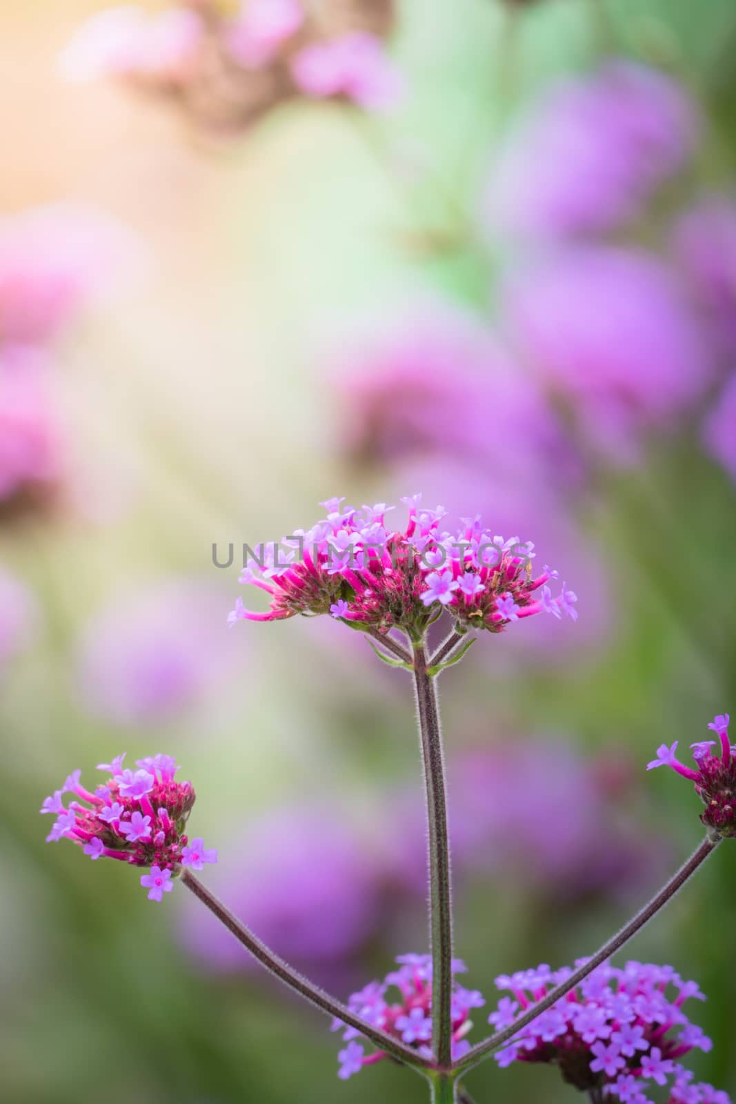 The background image of the colorful flowers by teerawit