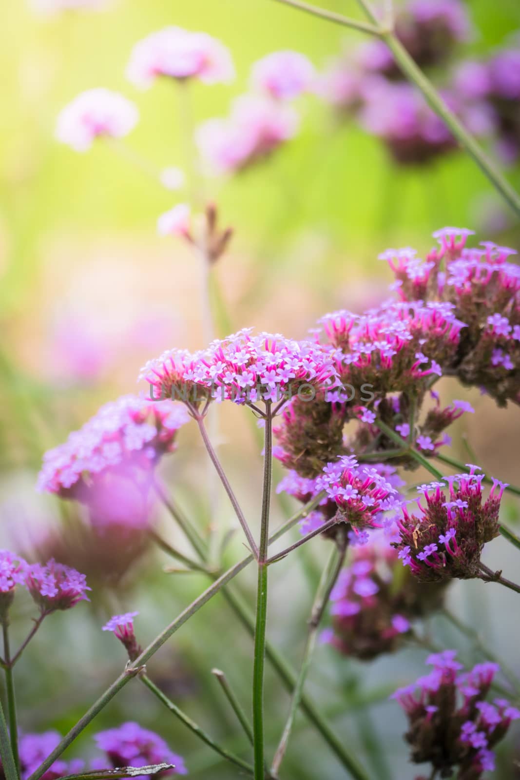 The background image of the colorful flowers by teerawit