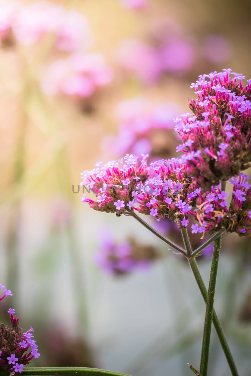 The background image of the colorful flowers by teerawit