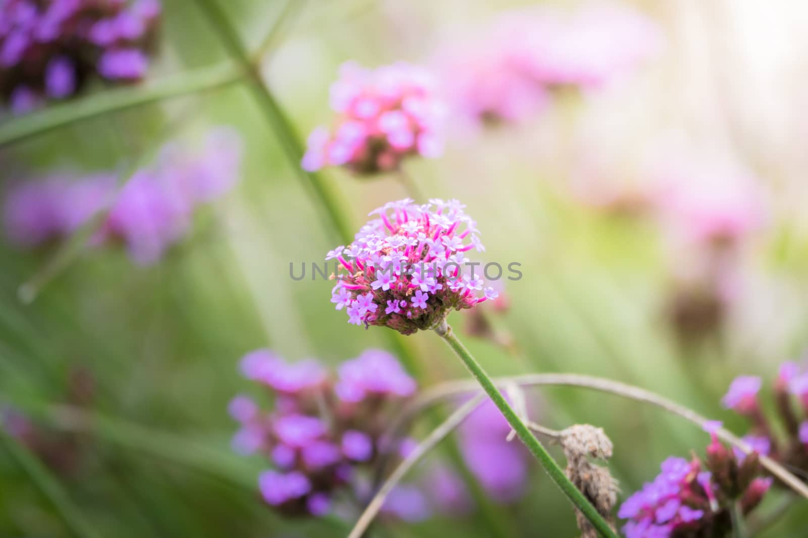 The background image of the colorful flowers by teerawit