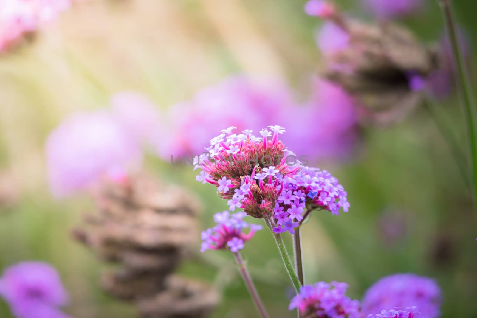 The background image of the colorful flowers by teerawit