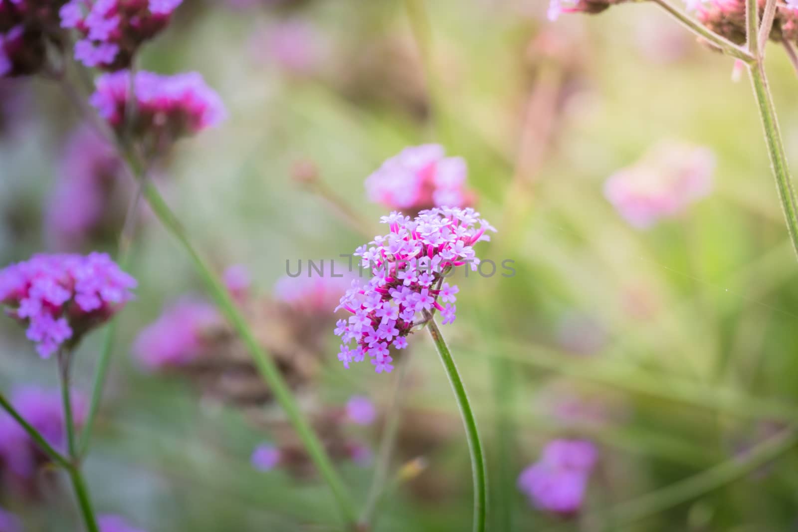 The background image of the colorful flowers by teerawit