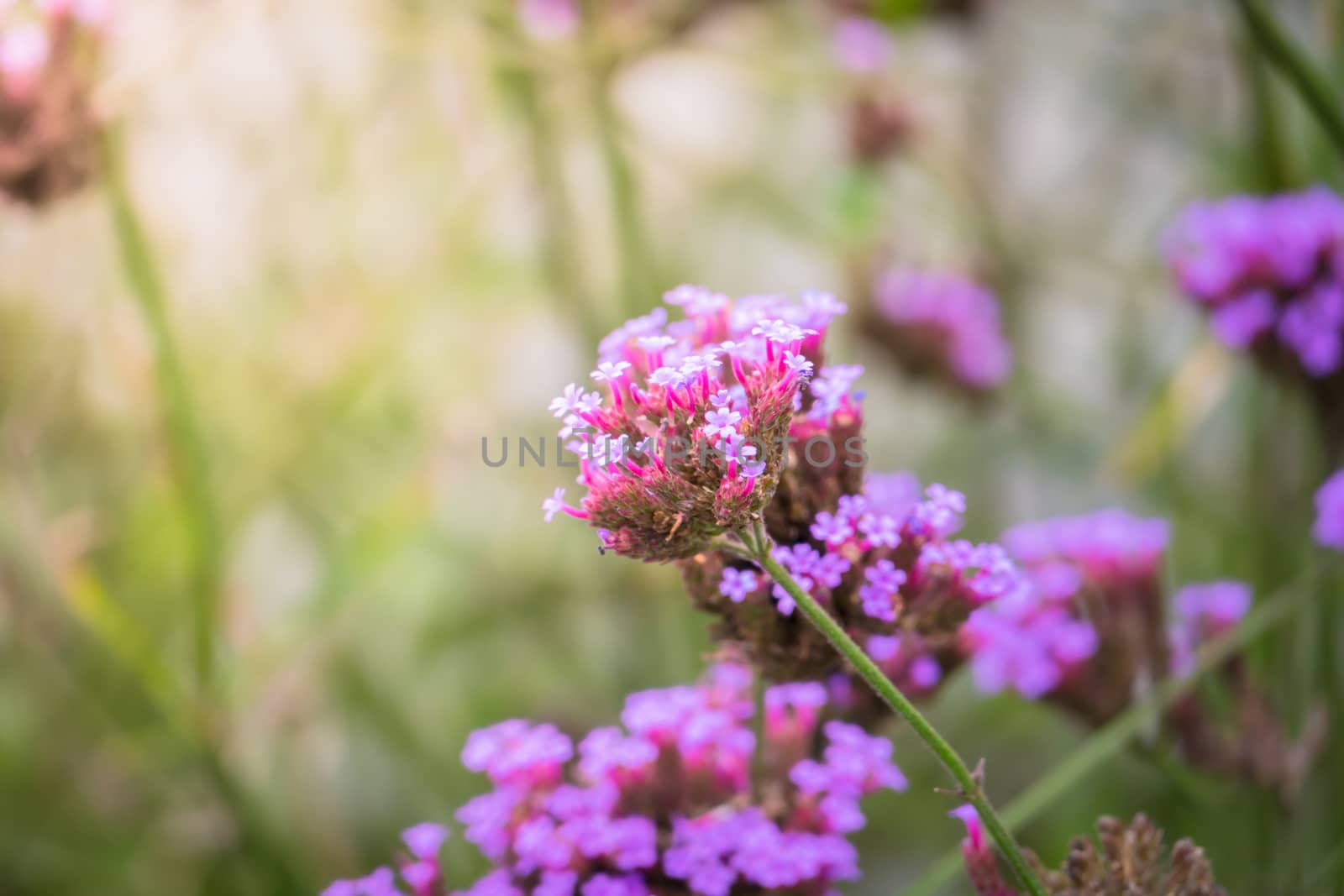 The background image of the colorful flowers, background nature