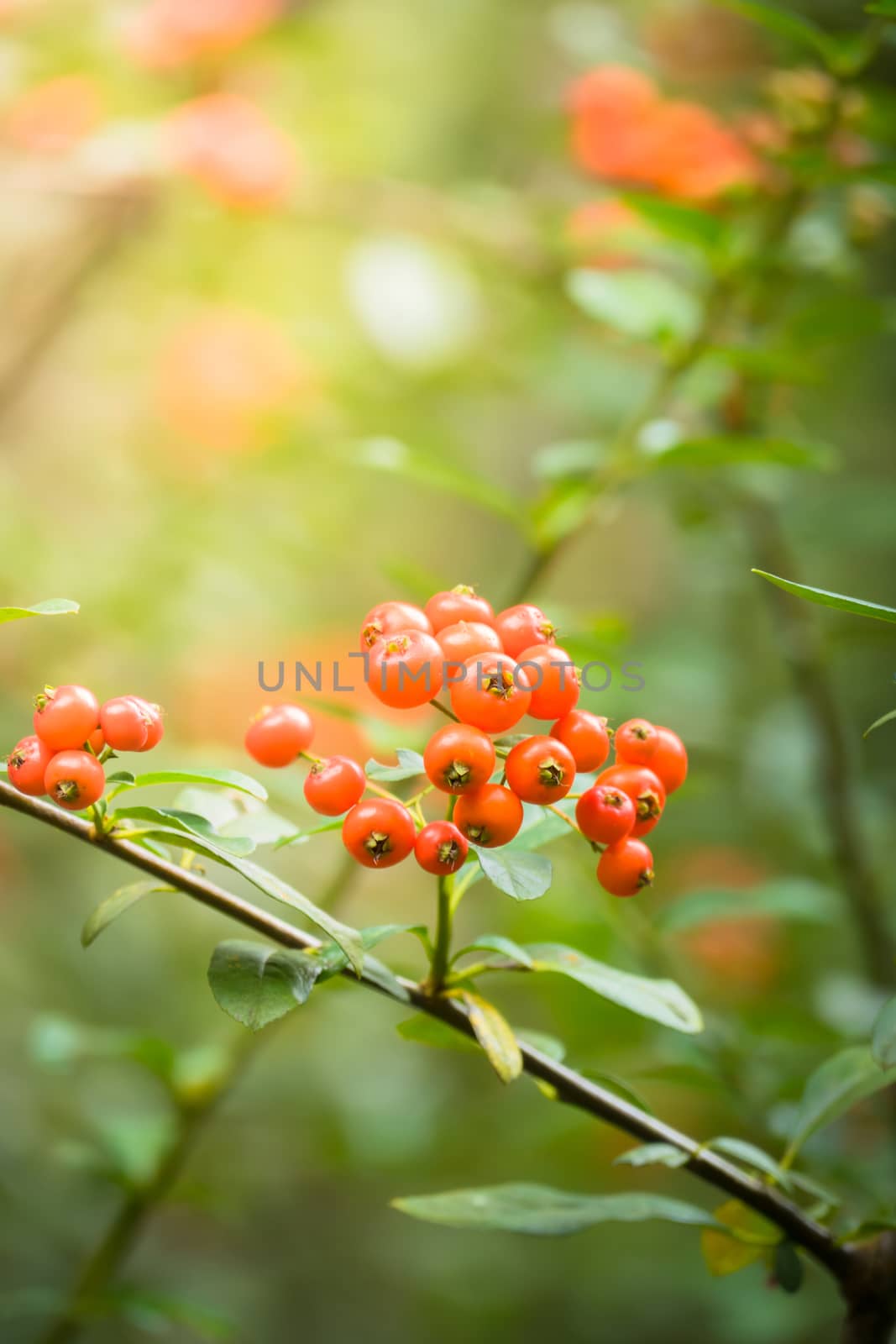 The background image of the colorful flowers by teerawit