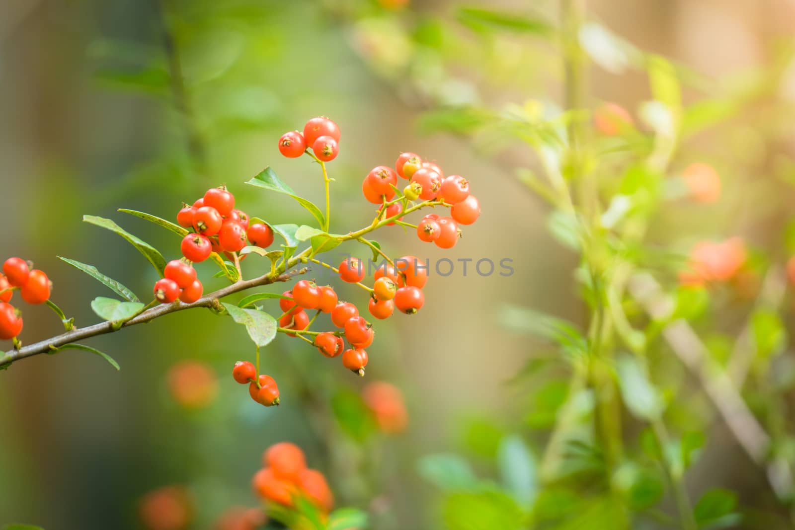 The background image of the colorful flowers by teerawit