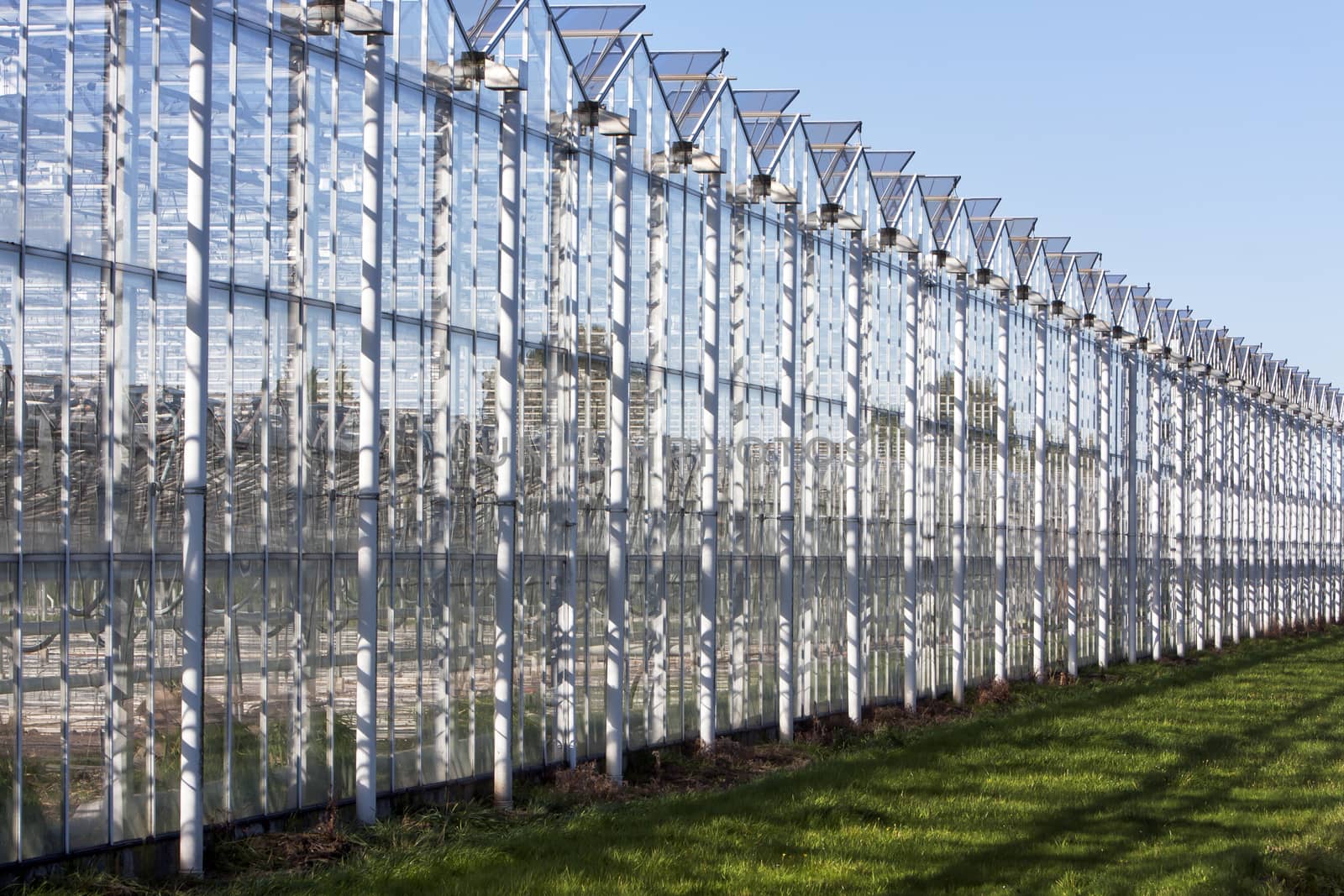 Greenhouse in Westland in the Netherlands