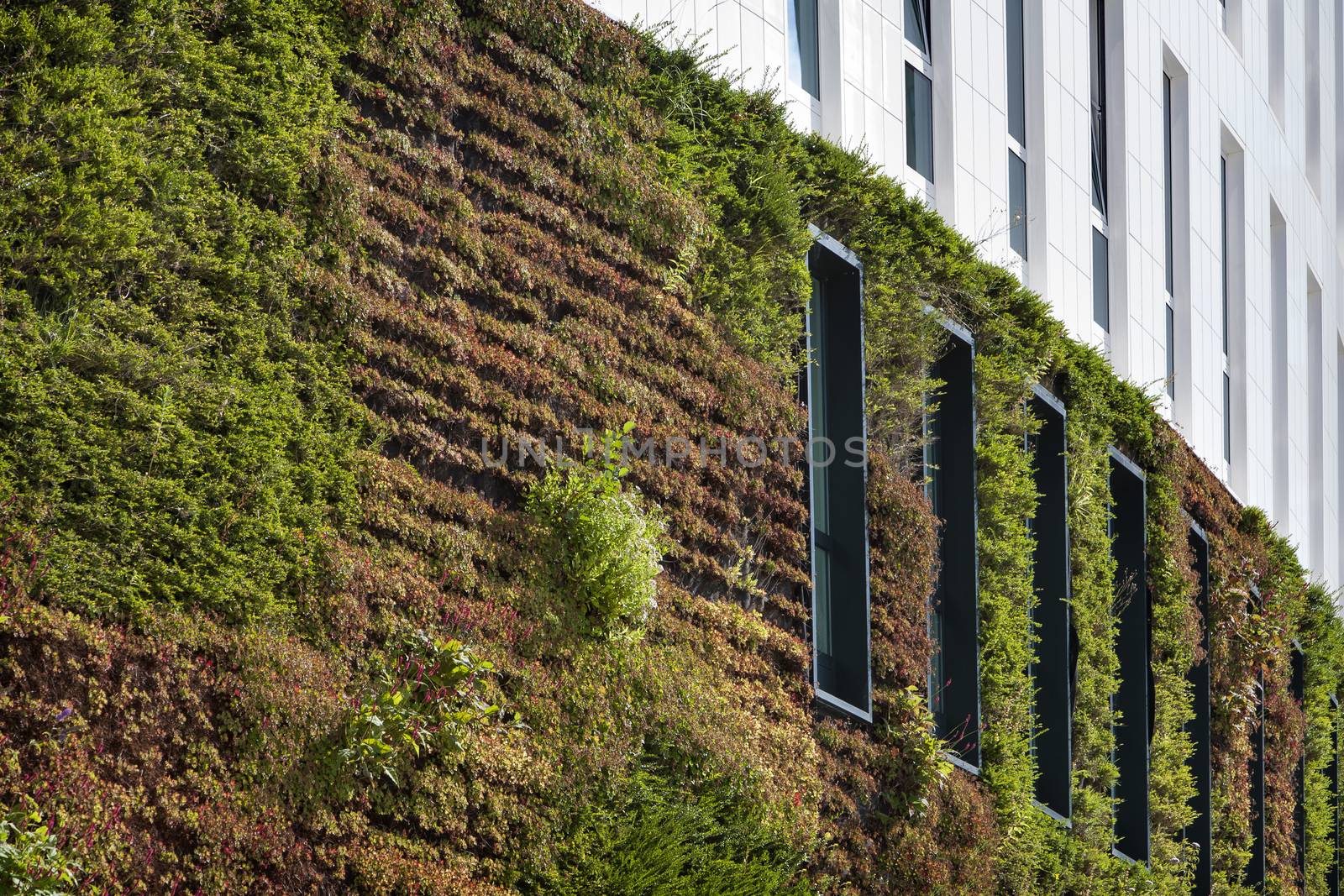 Building with green ecological wall covered with plants in Rotterdam in the Netherlands