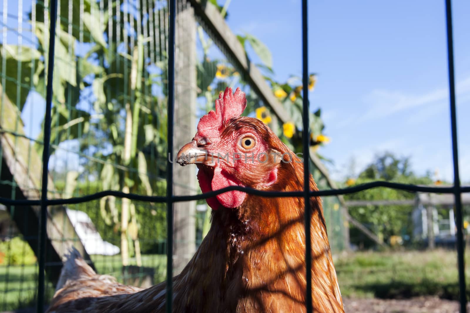 Healthy free range chicken in the Netherlands