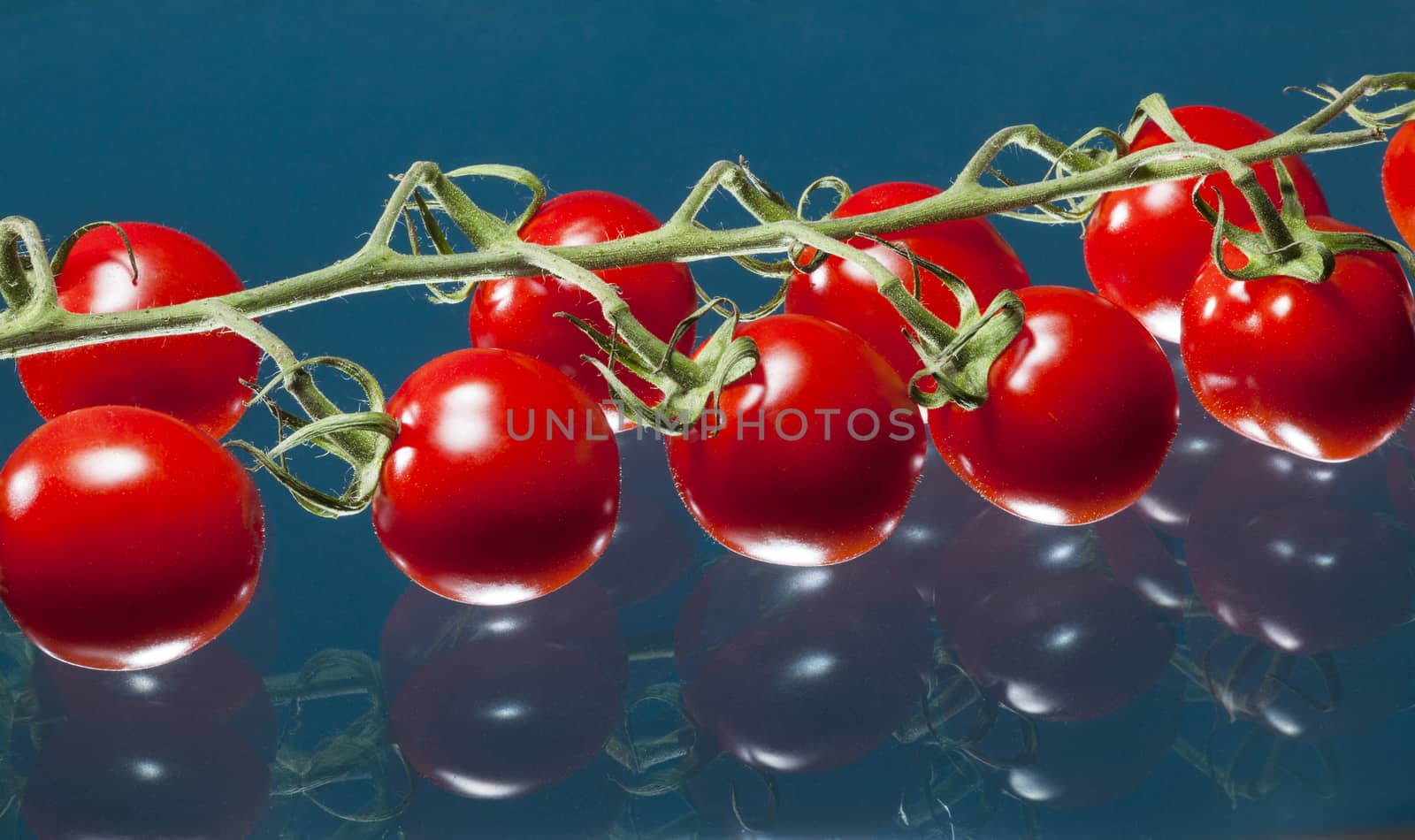 Tomatoes on a branch with reflections and blue background