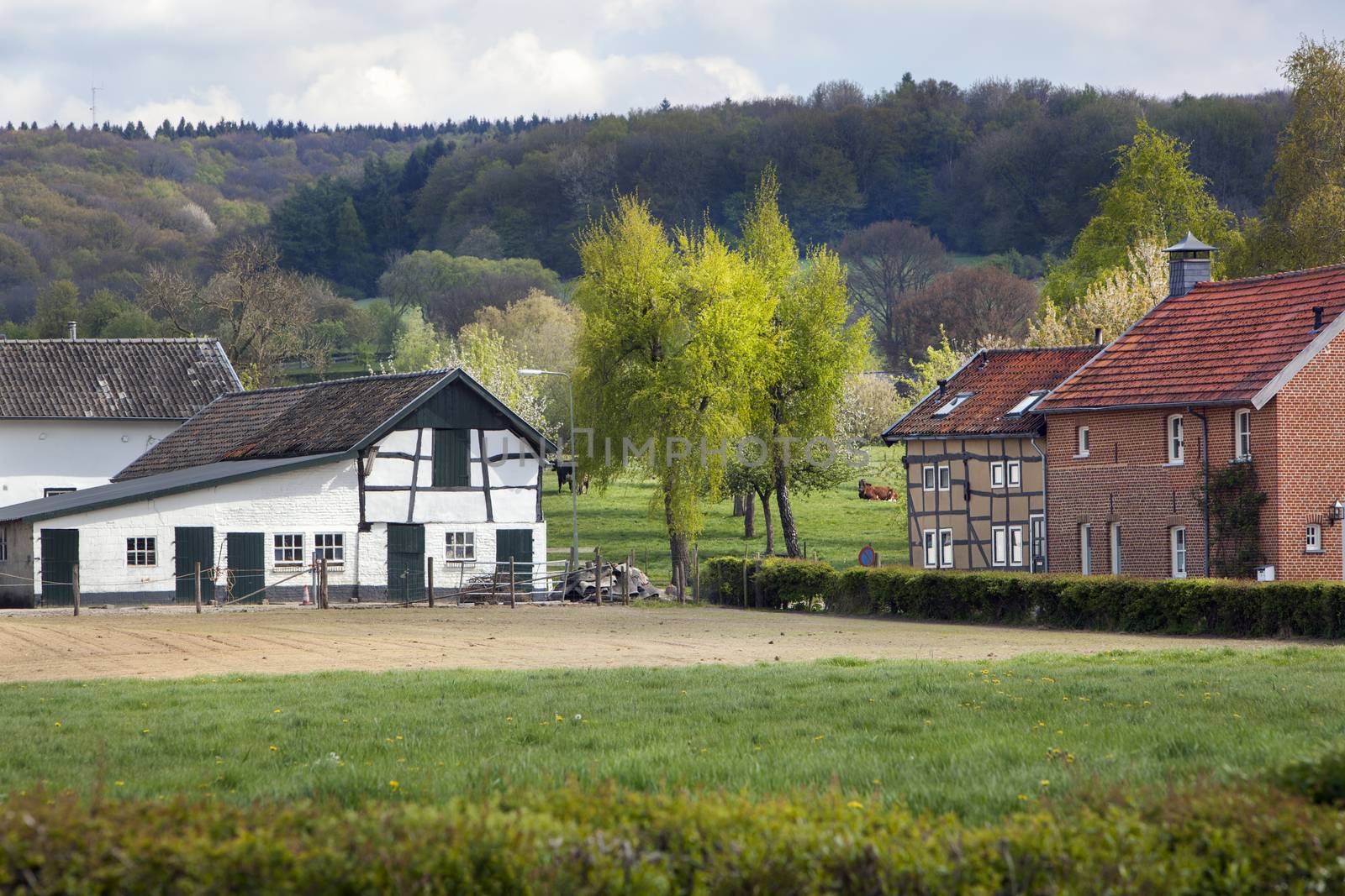 Farm and houses with some cows in the background in Limburg in the Netherlands