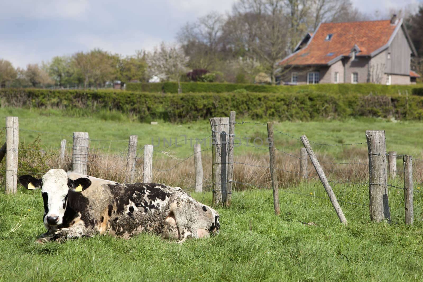 Dirty cow and farmhouse in the background in Limburg in the Netherlands