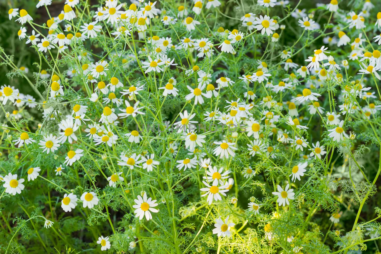 Background of the stalks of blossoming chamomile closeup
